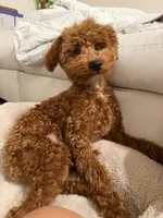 Larry, a male Poodle - Miniature  for sale in Sacramento, CA – 9 of 9