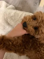 Larry, a male Poodle - Miniature  for sale in Sacramento, CA – 2 of 9