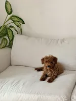 Larry, a male Poodle - Miniature  for sale in Sacramento, CA – 8 of 9