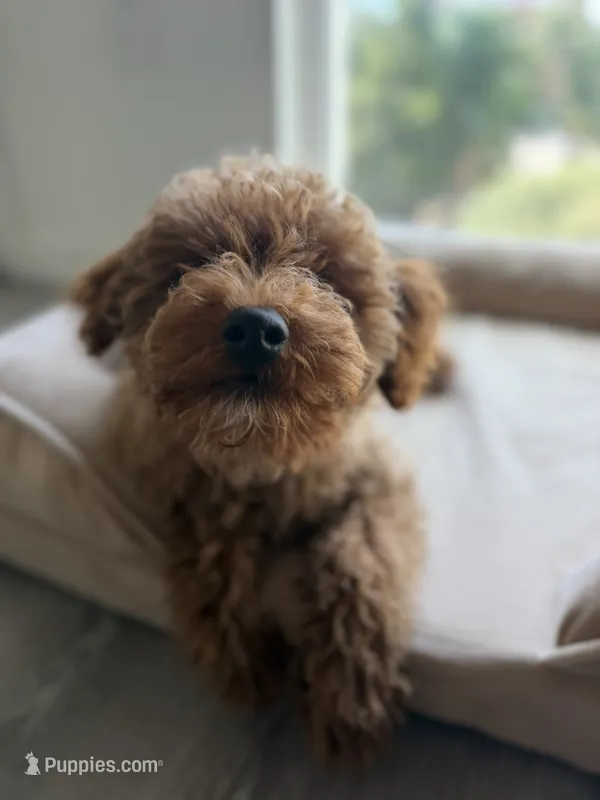 Larry – Poodle - Miniature  puppy for sale in Sacramento, CA