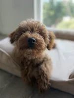 Larry, a male Poodle - Miniature  for sale in Sacramento, CA – 1 of 9