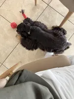 Oliver, a male English Cocker Spaniel for sale in Eastford, CT – Photo 5 of 5