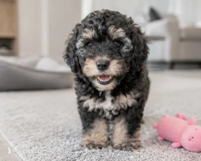 Kyro – Maltipoo puppy for sale in Houston, TX