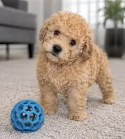 Cody, a male Maltipoo for sale in Houston, TX – 2 of 2