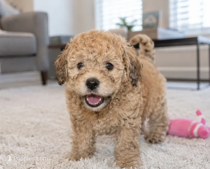 Biscoff  – Maltipoo puppy for sale in Houston, TX