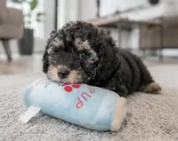 Kyro, a male Maltipoo for sale in Houston, TX – 2 of 2