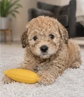 Biscoff , a male Maltipoo for sale in Houston, TX – 2 of 2