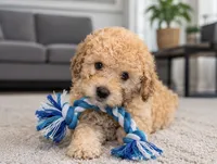 Cody, a male Maltipoo for sale in Houston, TX – 1 of 2