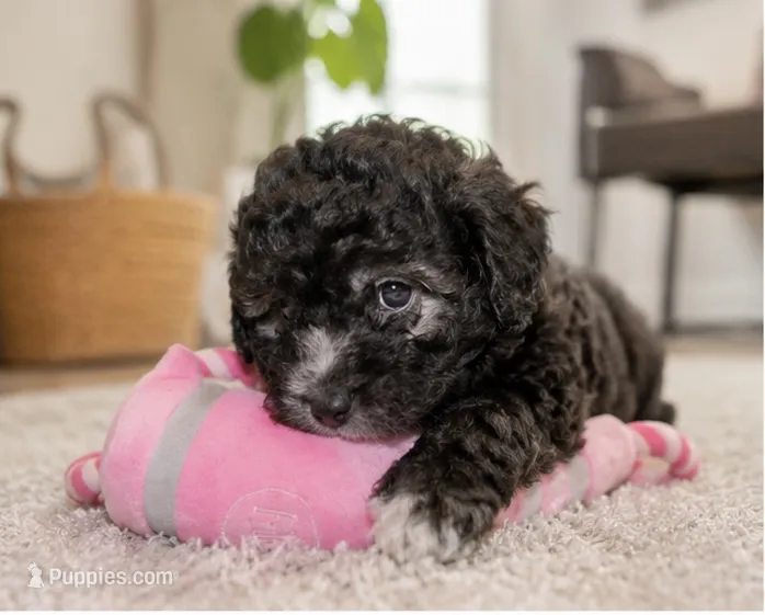 Nayla  – Maltipoo puppy for sale in Houston, TX