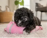 Nayla , a female Maltipoo for sale in Houston, TX – 1 of 2
