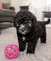 Nayla , a female Maltipoo for sale in Houston, TX – 2 of 2