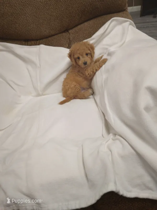 Clem – Cavapoo puppy for sale in Maria Stein, OH