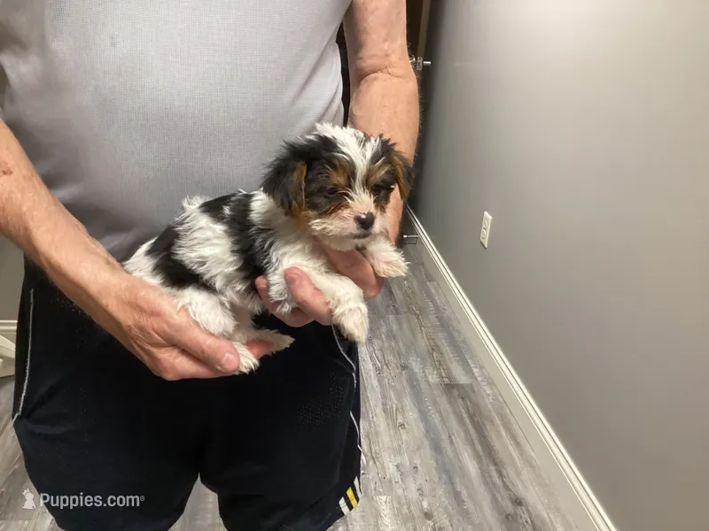 Yorkie , a female Yorkshire Terrier for sale in Maria Stein, OH – 1 of 1