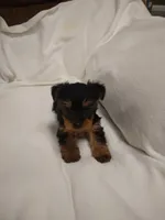 Yorkie , a female Yorkshire Terrier for sale in Maria Stein, OH – 2 of 3