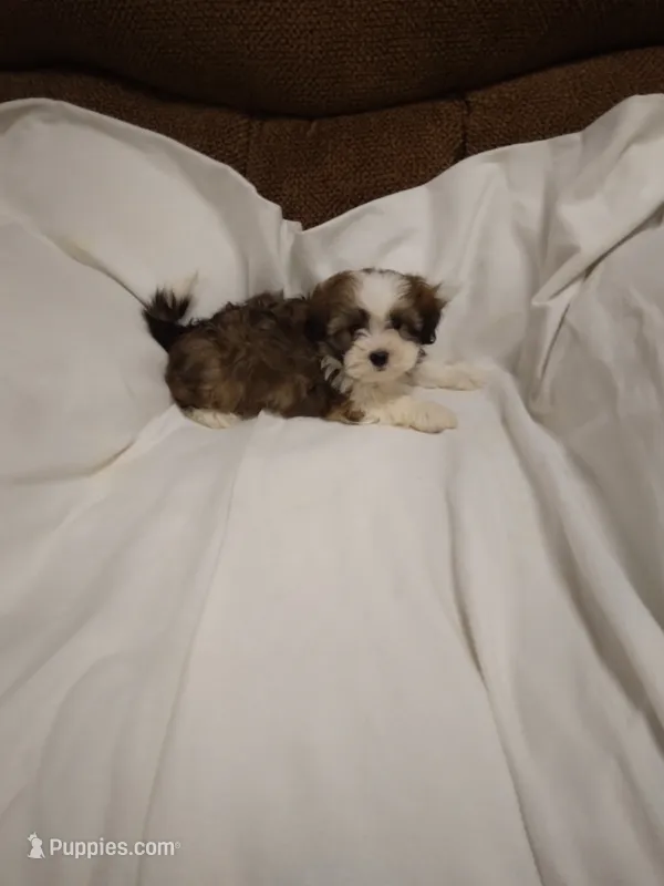 Shelly  – Shihpoo puppy for sale in Maria Stein, OH