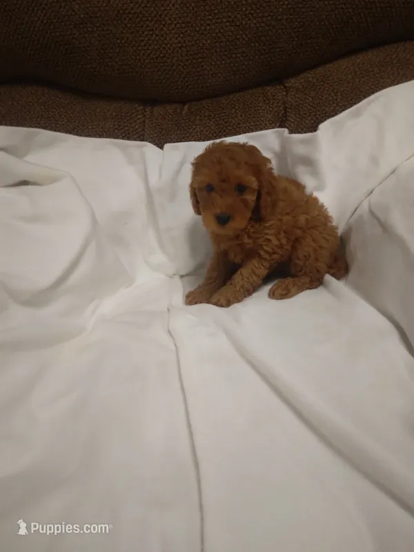 Carol  – Cockapoo puppy for sale in Maria Stein, OH