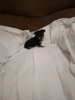 Chloe , a female Chorkie for sale in Maria Stein, OH – 2 of 3