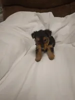 Yorkie , a female Yorkshire Terrier for sale in Maria Stein, OH – 2 of 3