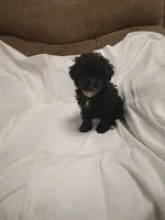 Pepper , a male Poodle - Miniature  for sale in Maria Stein, OH – 2 of 3