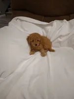 Cecil , a female Cavapoo for sale in Maria Stein, OH – 3 of 3
