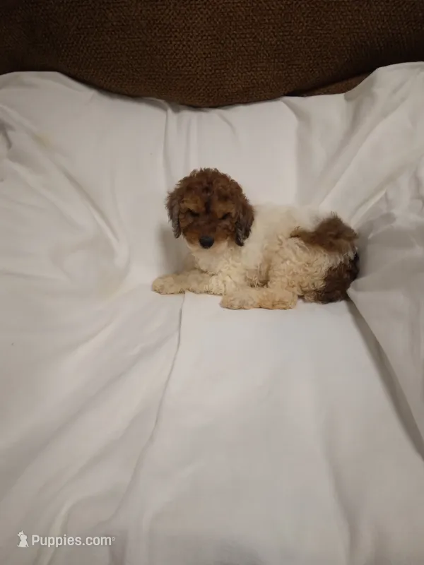 Max – Poodle - Miniature  puppy for sale in Maria Stein, OH