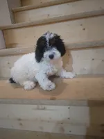 Maggie , a female Poodle - Miniature  for sale in Maria Stein, OH – 2 of 2