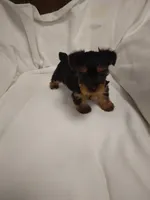 Yorkie , a female Yorkshire Terrier for sale in Maria Stein, OH – 3 of 3