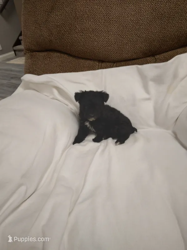 Midnight  – Yorkipoo puppy for sale in Maria Stein, OH
