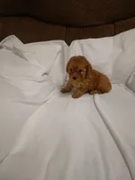 Red, a male Poodle - Miniature  for sale in Maria Stein, OH – 2 of 3
