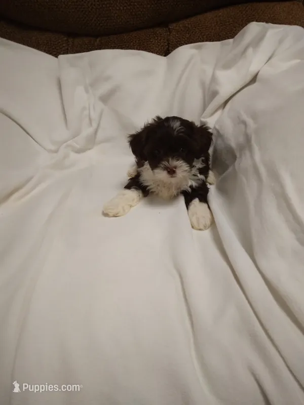Shirley  – Shihpoo puppy for sale in Maria Stein, OH