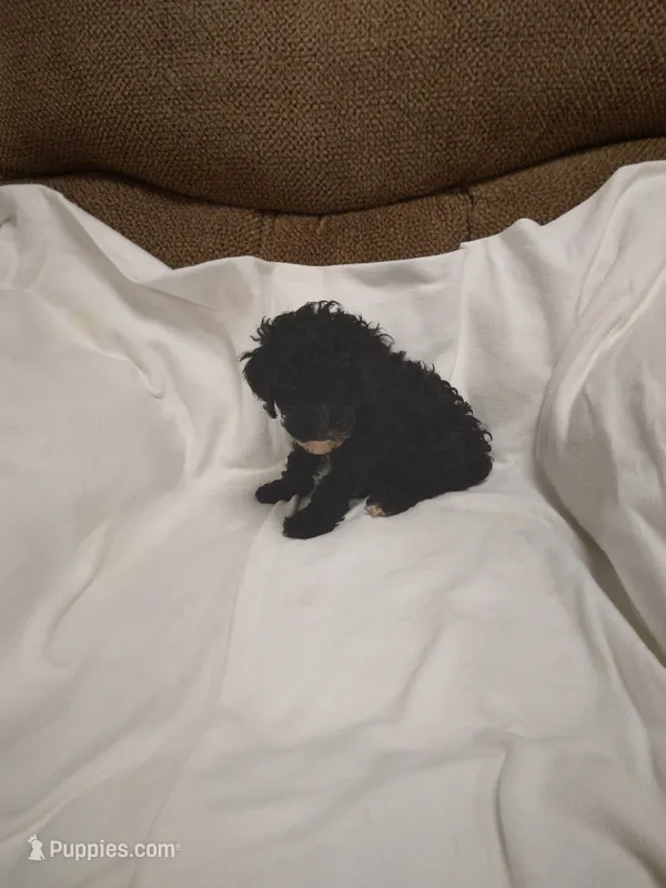 Pepper  – Poodle - Miniature  puppy for sale in Maria Stein, OH