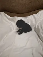 Pepper , a male Poodle - Miniature  for sale in Maria Stein, OH – 1 of 3
