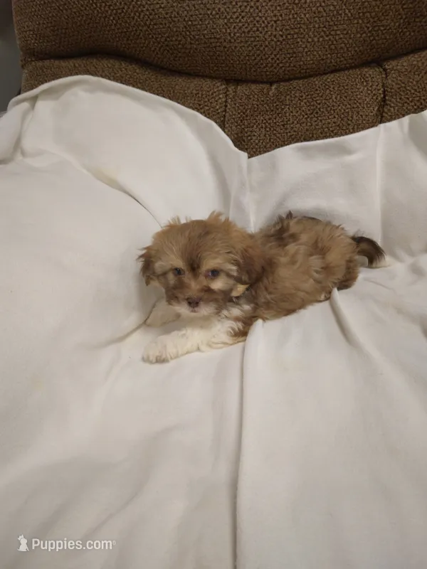 Sam  – Shihpoo puppy for sale in Maria Stein, OH
