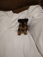 Yorkie , a male Yorkshire Terrier for sale in Maria Stein, OH – 3 of 3