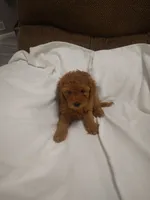 Carol , a female Cockapoo for sale in Maria Stein, OH – 2 of 3