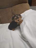Yorkie, a female Yorkshire Terrier for sale in Maria Stein, OH – Photo 1 of 3