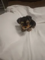 Yorkie, a female Yorkshire Terrier for sale in Maria Stein, OH – Photo 3 of 3