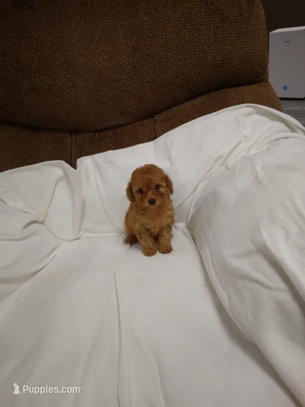 Red – Poodle - Miniature  puppy for sale in Maria Stein, OH
