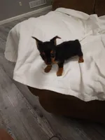 Chloe , a female Chorkie for sale in Maria Stein, OH – 2 of 3