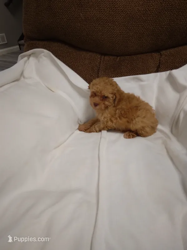 Red – Poodle - Miniature  puppy for sale in Maria Stein, OH