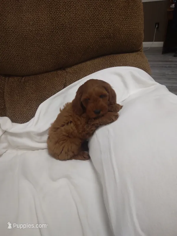 Carl  – Cockapoo puppy for sale in Maria Stein, OH