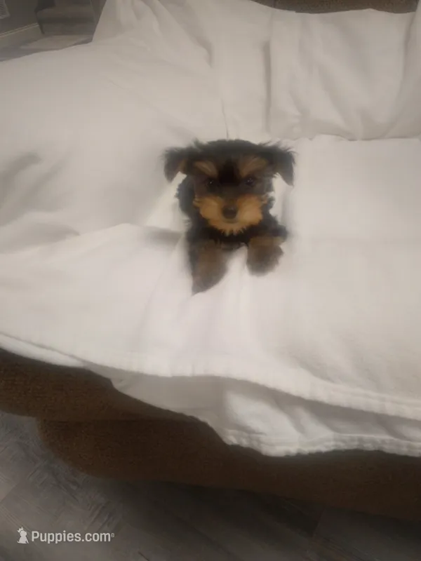 Yorkie  – Yorkshire Terrier puppy for sale in Maria Stein, OH