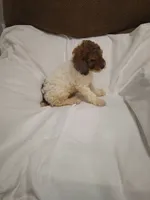 Max, a male Poodle - Miniature  for sale in Maria Stein, OH – 2 of 3