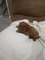 Carl , a male Cockapoo for sale in Maria Stein, OH – 2 of 3