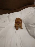 Red, a male Poodle - Miniature  for sale in Maria Stein, OH – 3 of 3