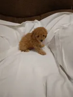 Cecil , a female Cavapoo for sale in Maria Stein, OH – 2 of 3