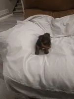 Yorkie, a male Yorkshire Terrier for sale in Maria Stein, OH – Photo 2 of 3