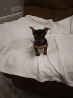 Chloe , a female Chorkie for sale in Maria Stein, OH – 1 of 3