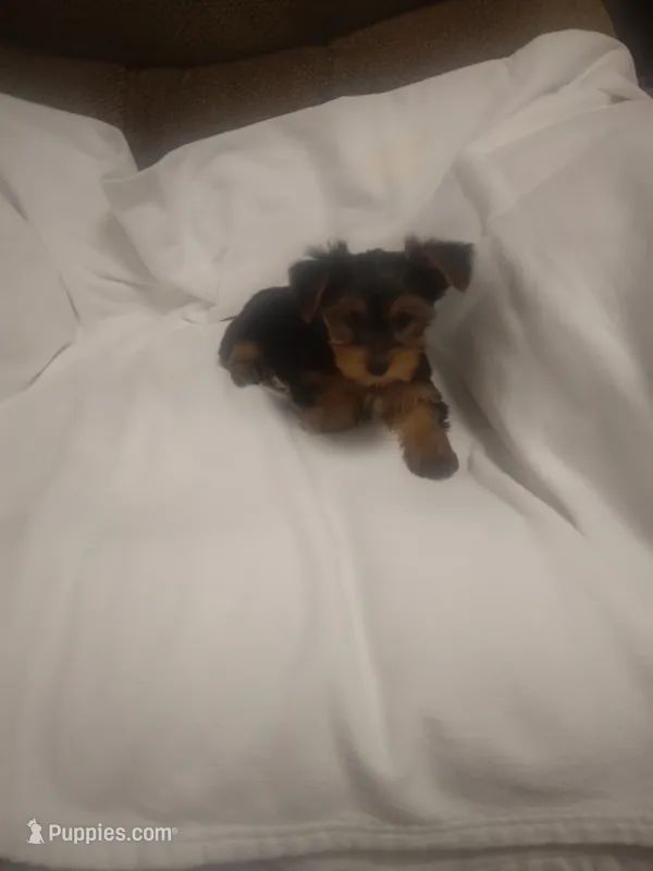 Yorkie  – Yorkshire Terrier puppy for sale in Maria Stein, OH