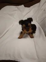 Yorkie , a male Yorkshire Terrier for sale in Maria Stein, OH – 2 of 3